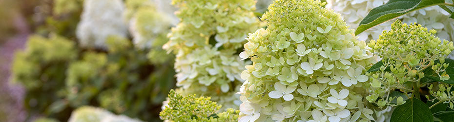 Hydrangea Limelight