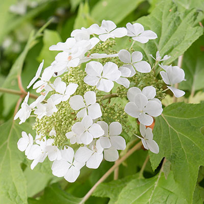 Annabelle or Arborescens Hydrangeas