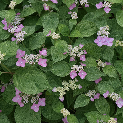 Annabelle or Arborescens Hydrangeas