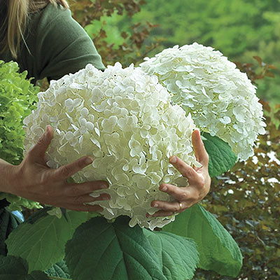 Incrediball Hydrangea