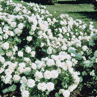 Groundcover Roses