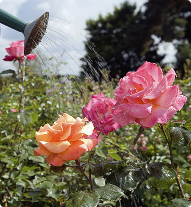 Watering