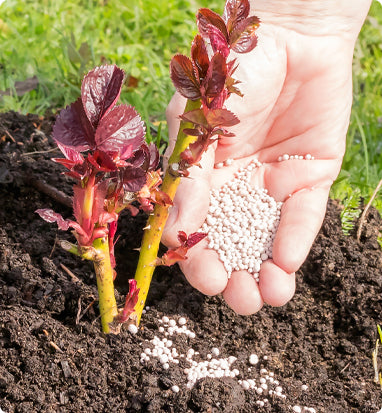 Fertilizing Roses