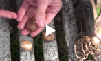 Get Up Close and Personal with the different types of bulbs