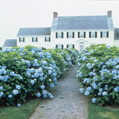 Hydrangea Heaven