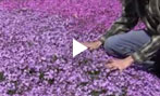 How to Grow and Care for Phlox Video