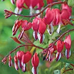 Bleeding Hearts (Dicentra)