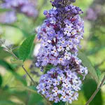 Butterfly Bushes