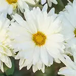 Chrysanthemum