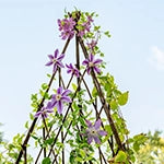 Clematis