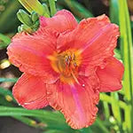 Daylilies