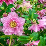 Hellebore (Lenten Rose)