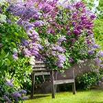 Lilacs Shipping Now