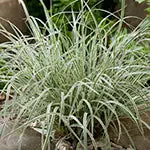 Ornamental Grasses