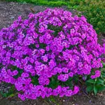 Phlox