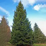 Evergreen Trees