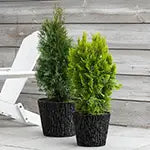 Planters and Containers