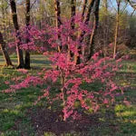 Redbud Trees