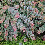 Sedum