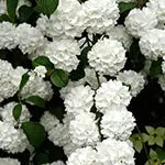 Viburnum Shrubs