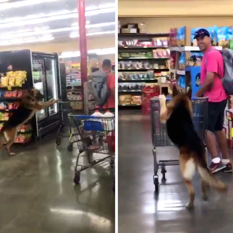 can you take a dog inside a grocery store