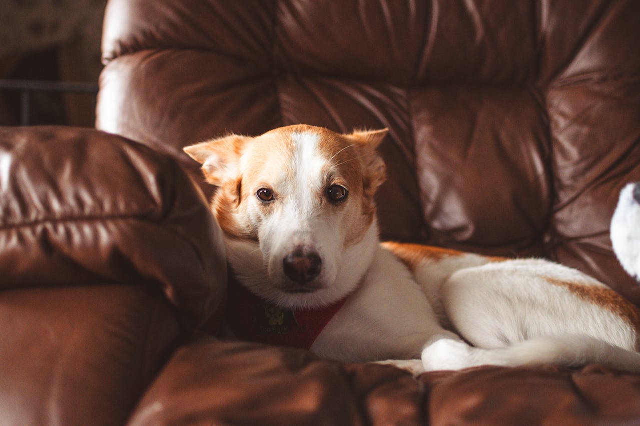 how-to-remove-dog-pee-stains-from-your-couch-paw