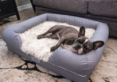 Memory Foam Dog Bed