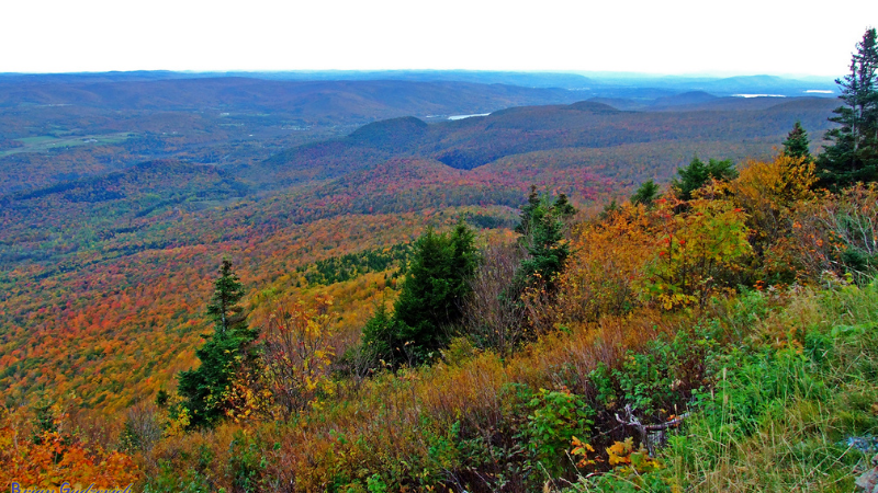 Fall foliage 