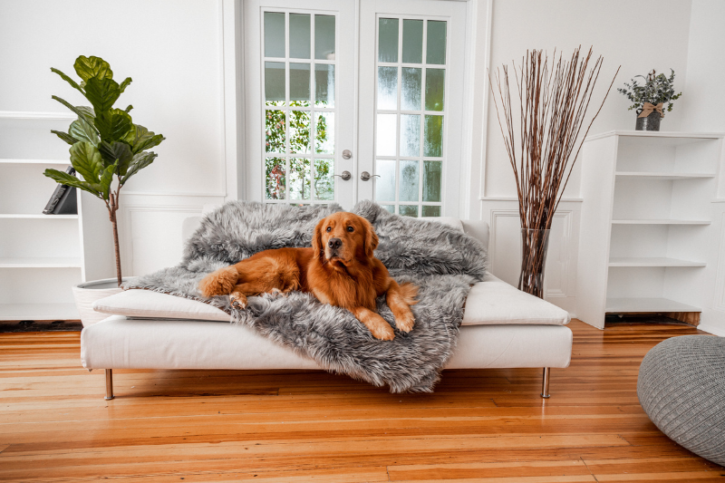 Golden Retriever dog resting on faux fur blanket