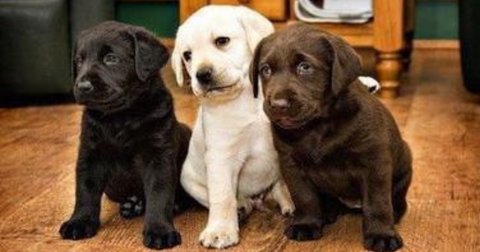 3 Labrador Retriever puppies