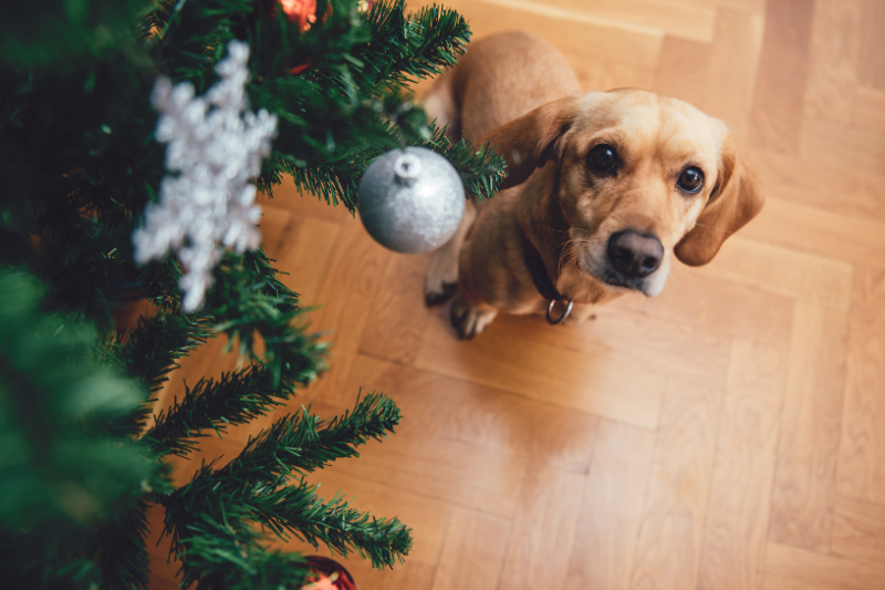Dog sitting by Christmas tree
