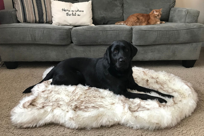 Black Labrador Retriever resting on White Luxury Faux Fur Bed
