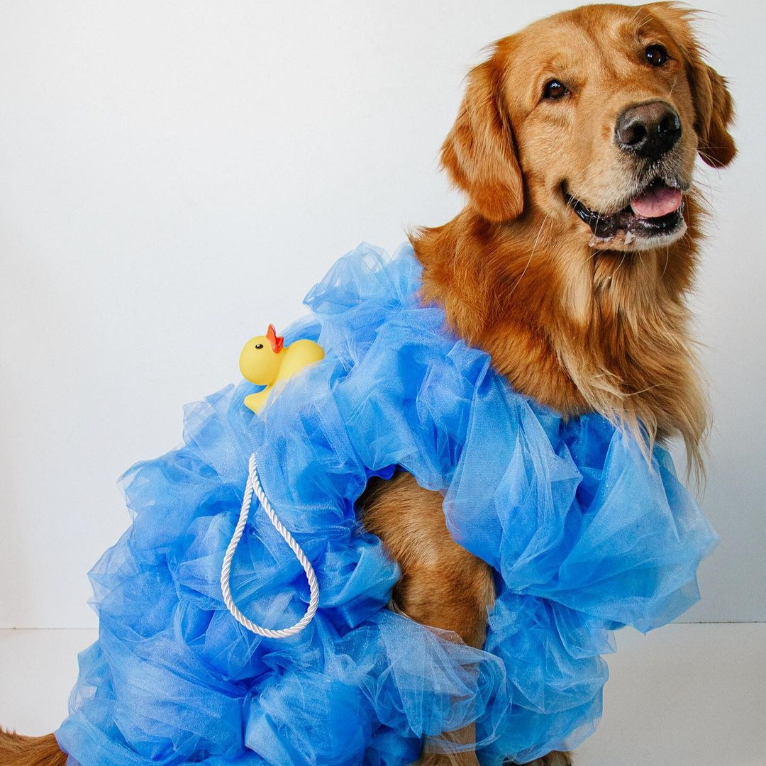 dog loofah costume golden retriever