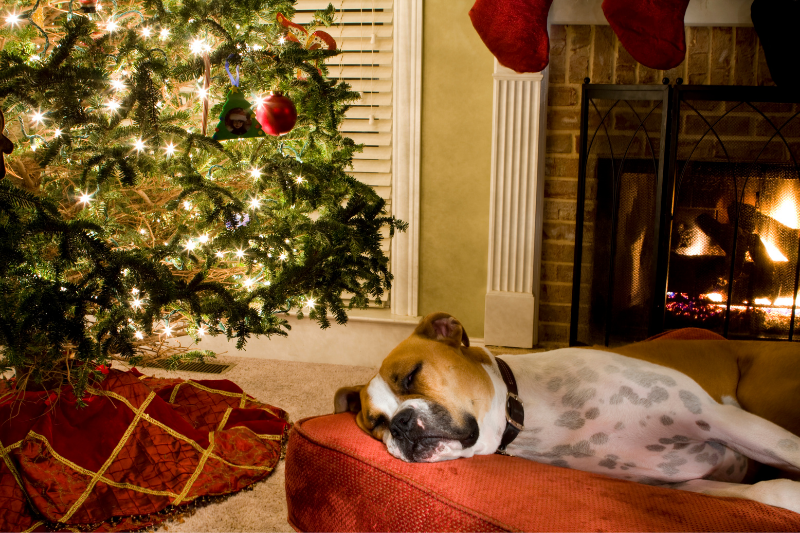 Dog resting on bed by Christmas tree