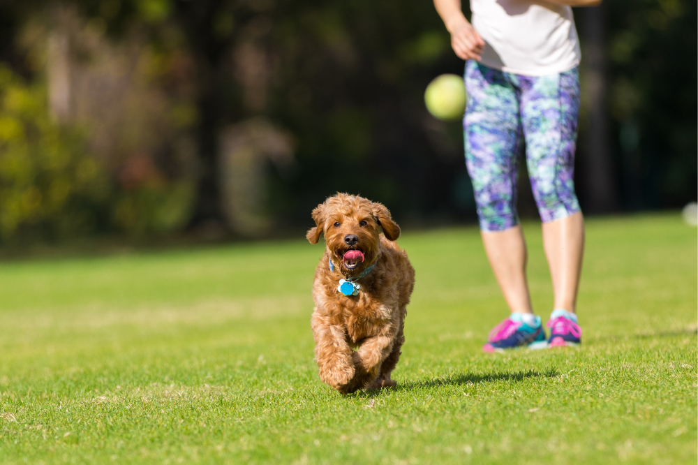 small dog running in grass after tennis ball pet parent has thrown