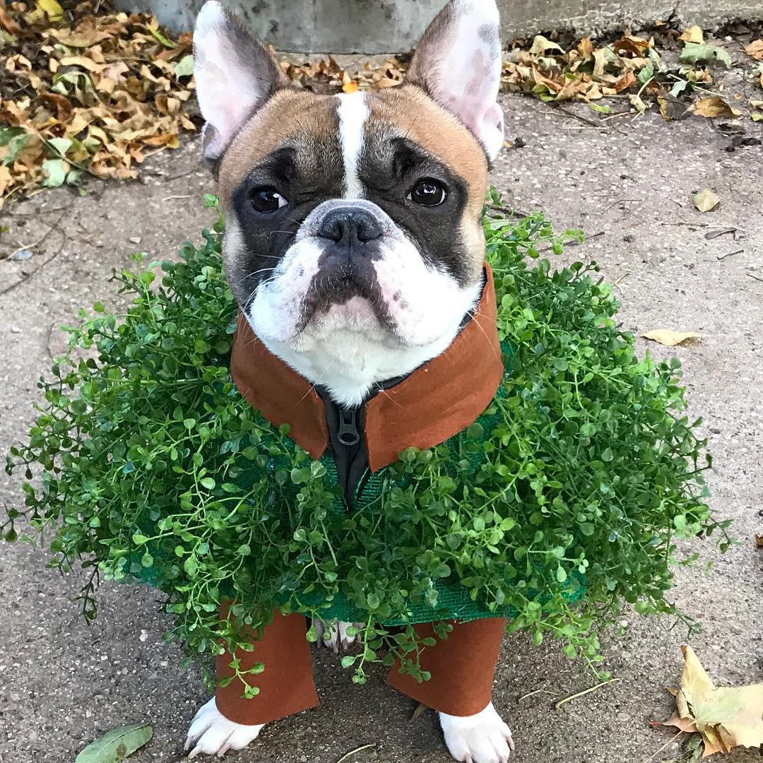 chia pet dog costume french bull dog