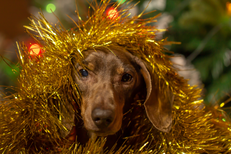 Dog wrapped in tinsel