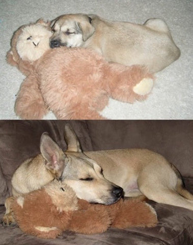 Shepherd Puppy sleeping with stuffed toy, then adult dog sleeping with stuffed toy