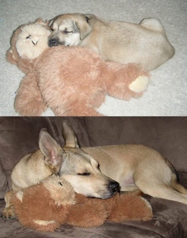 Shepherd Puppy