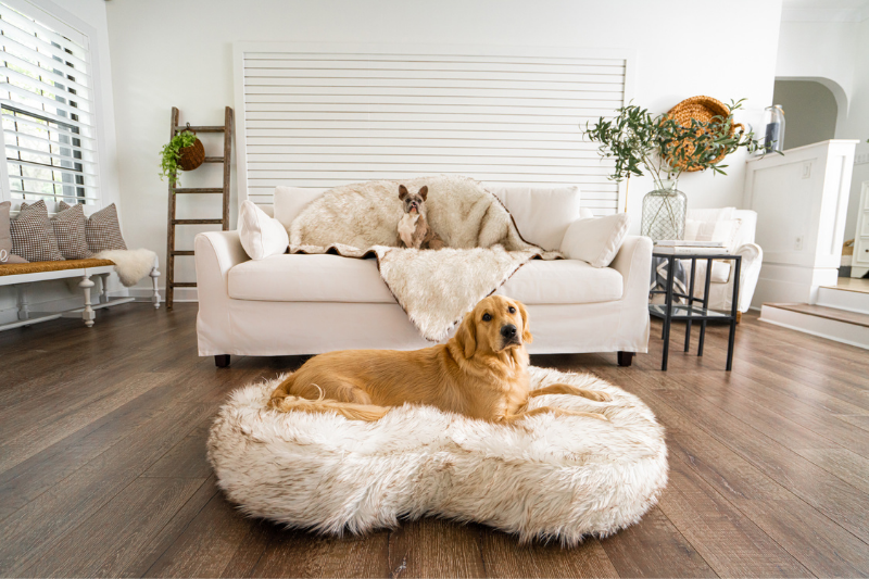 Golden Retriever on PupCloud Ultra Thick Bed and French Bulldog on Blanket