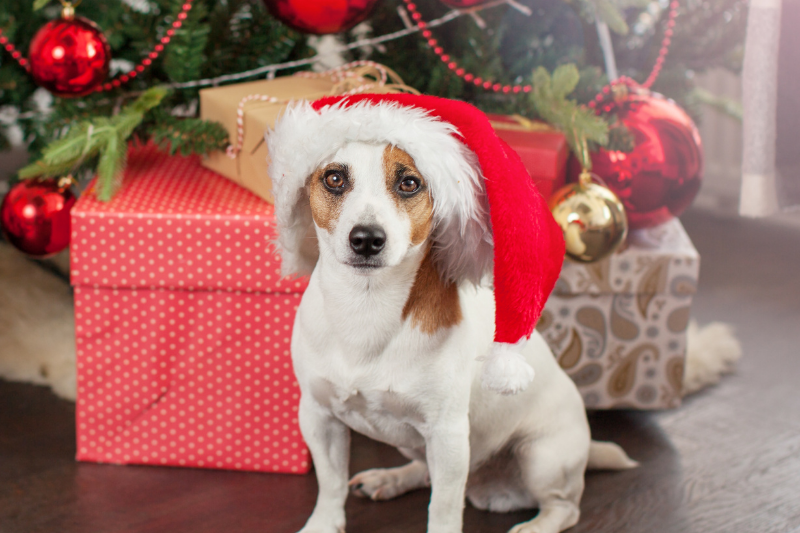 Jack Russel Terrier sitting by Christmas presents