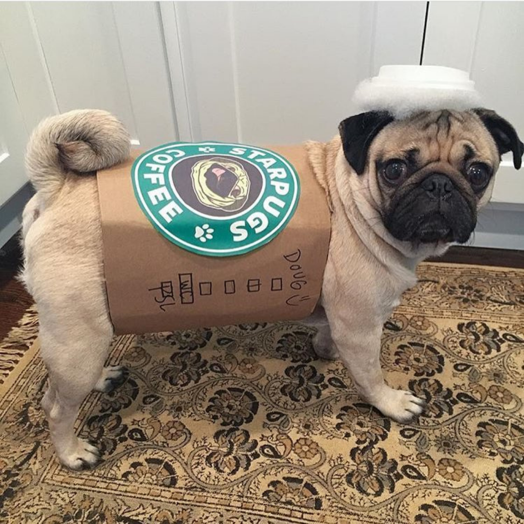 Starbucks dog costume Pug