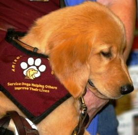service dog