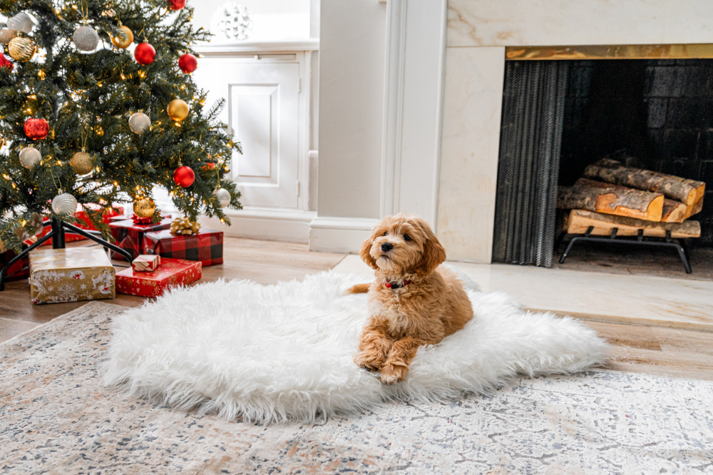 Golden Doodle puppy laying on white dog bed