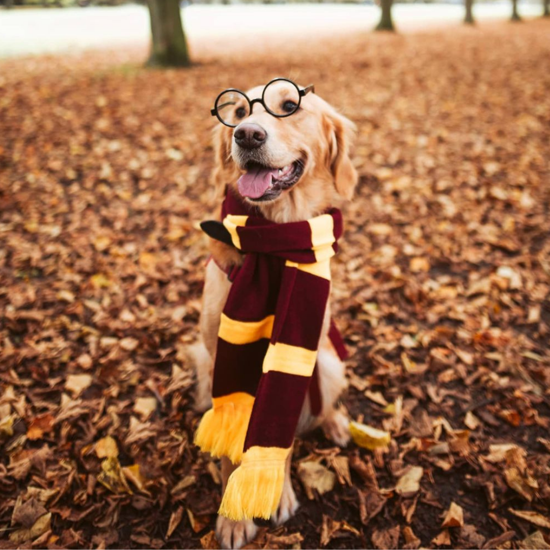 Harry Potter dog costume