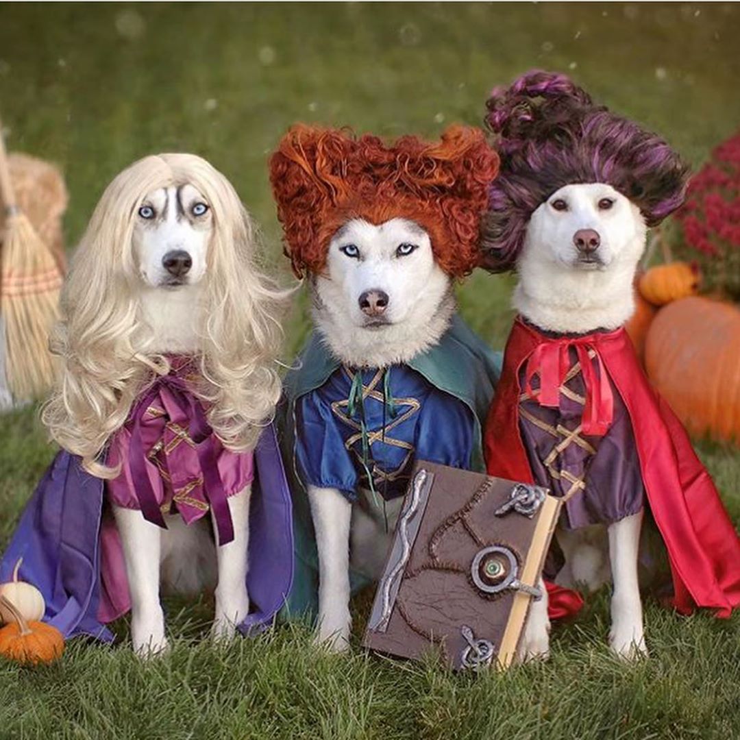10 Hilarious Dog Costumes For National Dress Up Your Pet Day