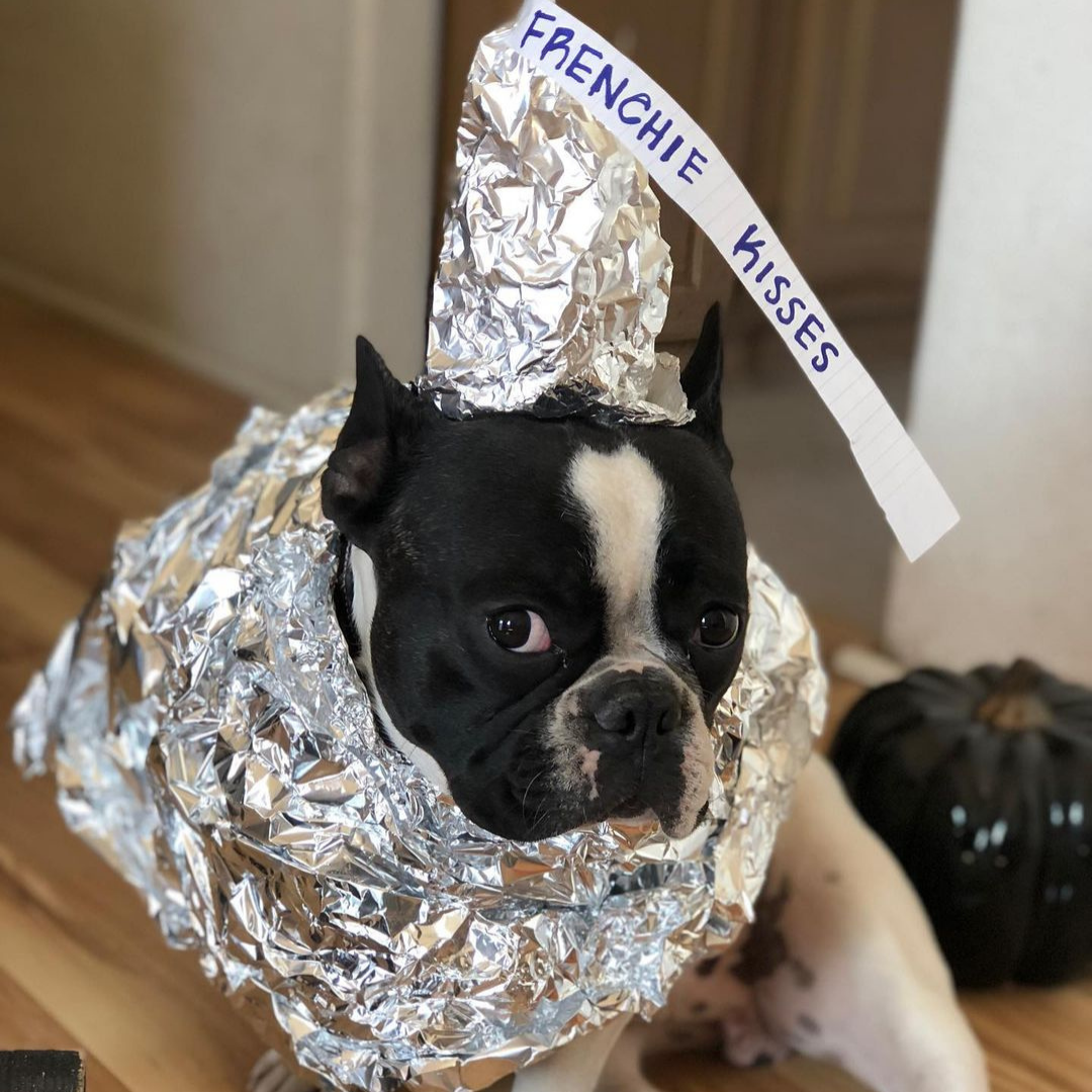 Hershey kiss dog costume french bull dog