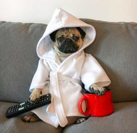 pug wearing bathrobe and holding coffee mug and TV remote