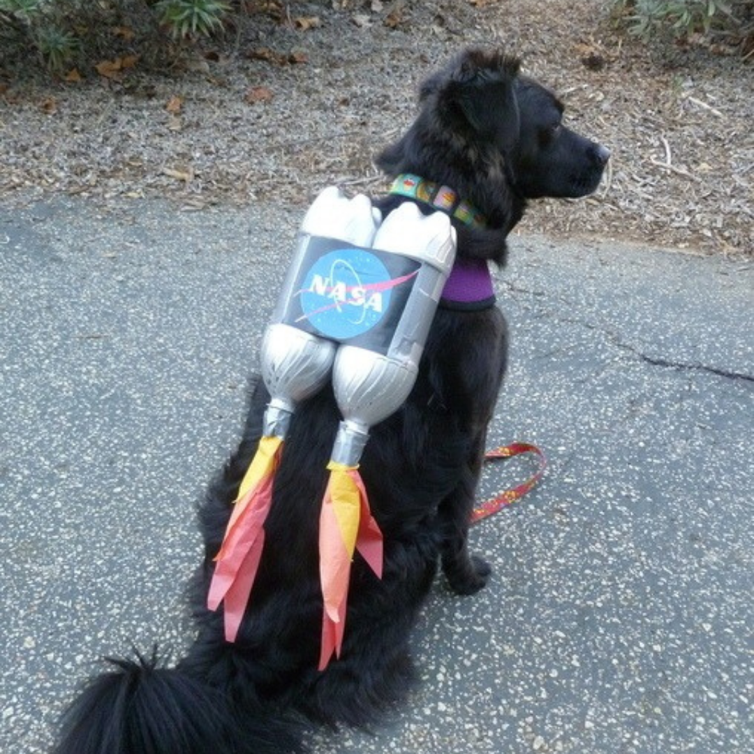 dog rocket costume