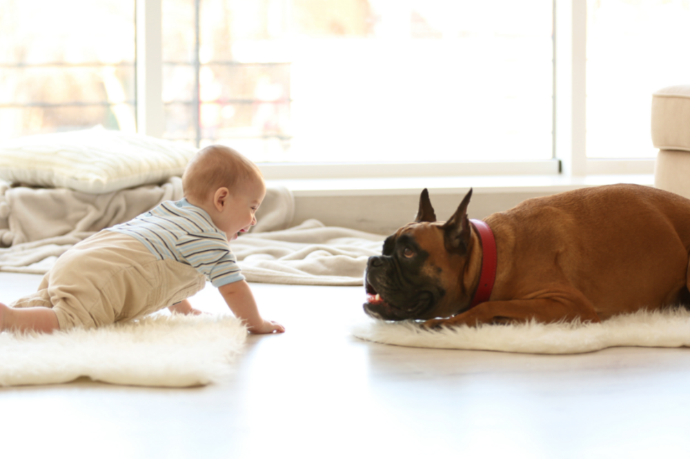 baby crawling in front of bulldog